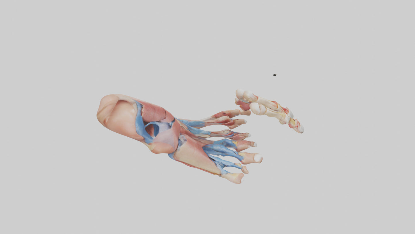3D model Human Toes Anatomy Model VR / AR / low-poly
