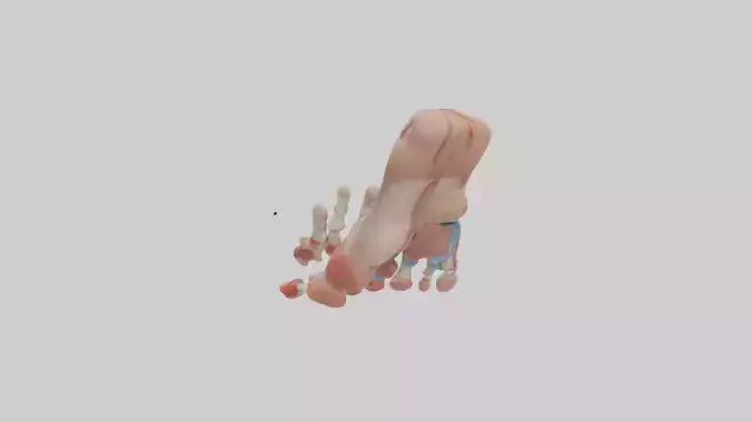3D model Human Toes Anatomy Model VR / AR / low-poly