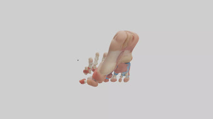 3D model Human Toes Anatomy Model VR / AR / low-poly