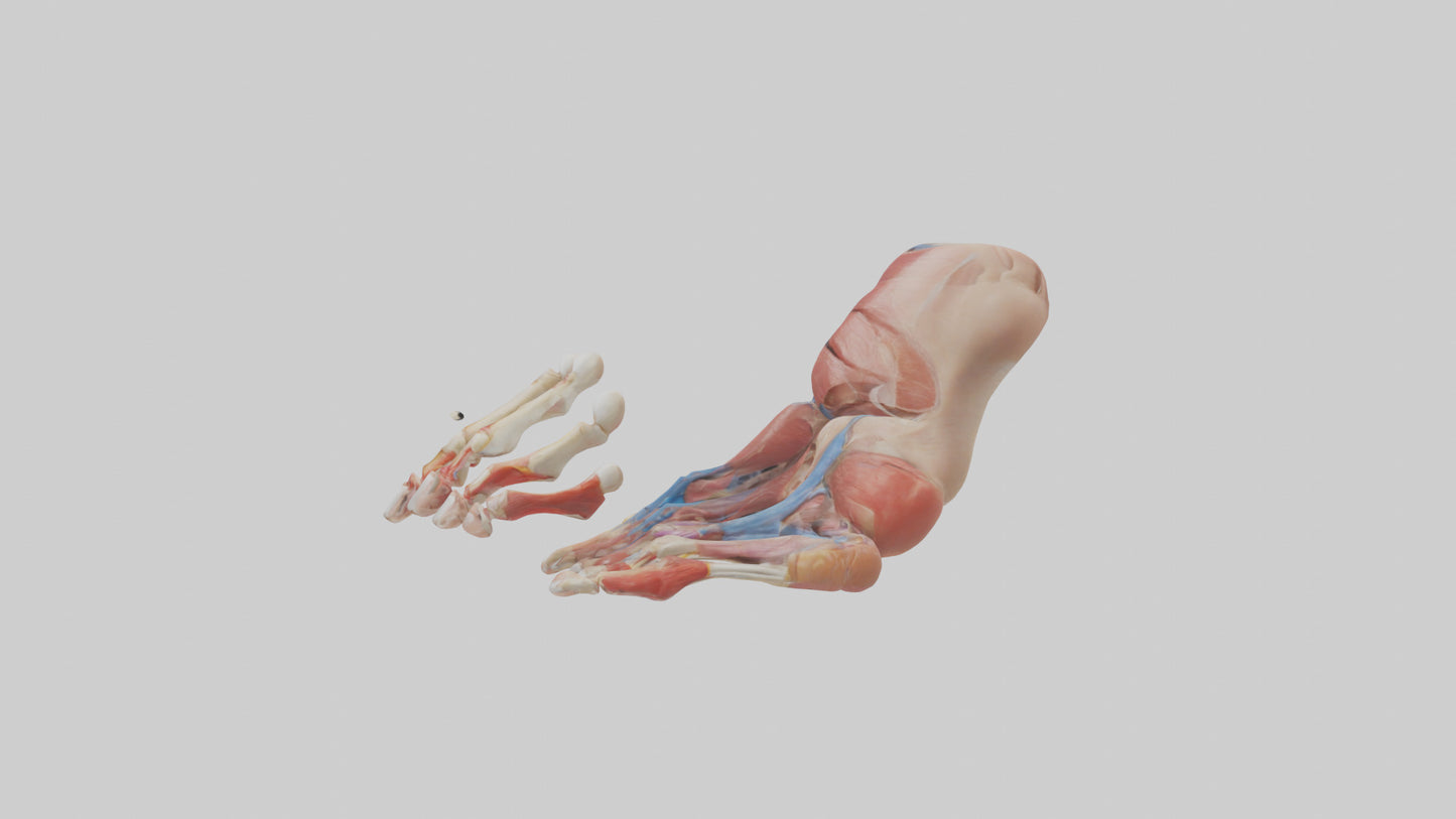 3D model Human Toes Anatomy Model VR / AR / low-poly