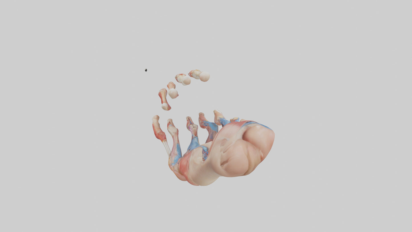 3D model Human Toes Anatomy Model VR / AR / low-poly