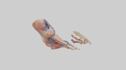 3D model Human Toes Anatomy Model VR / AR / low-poly