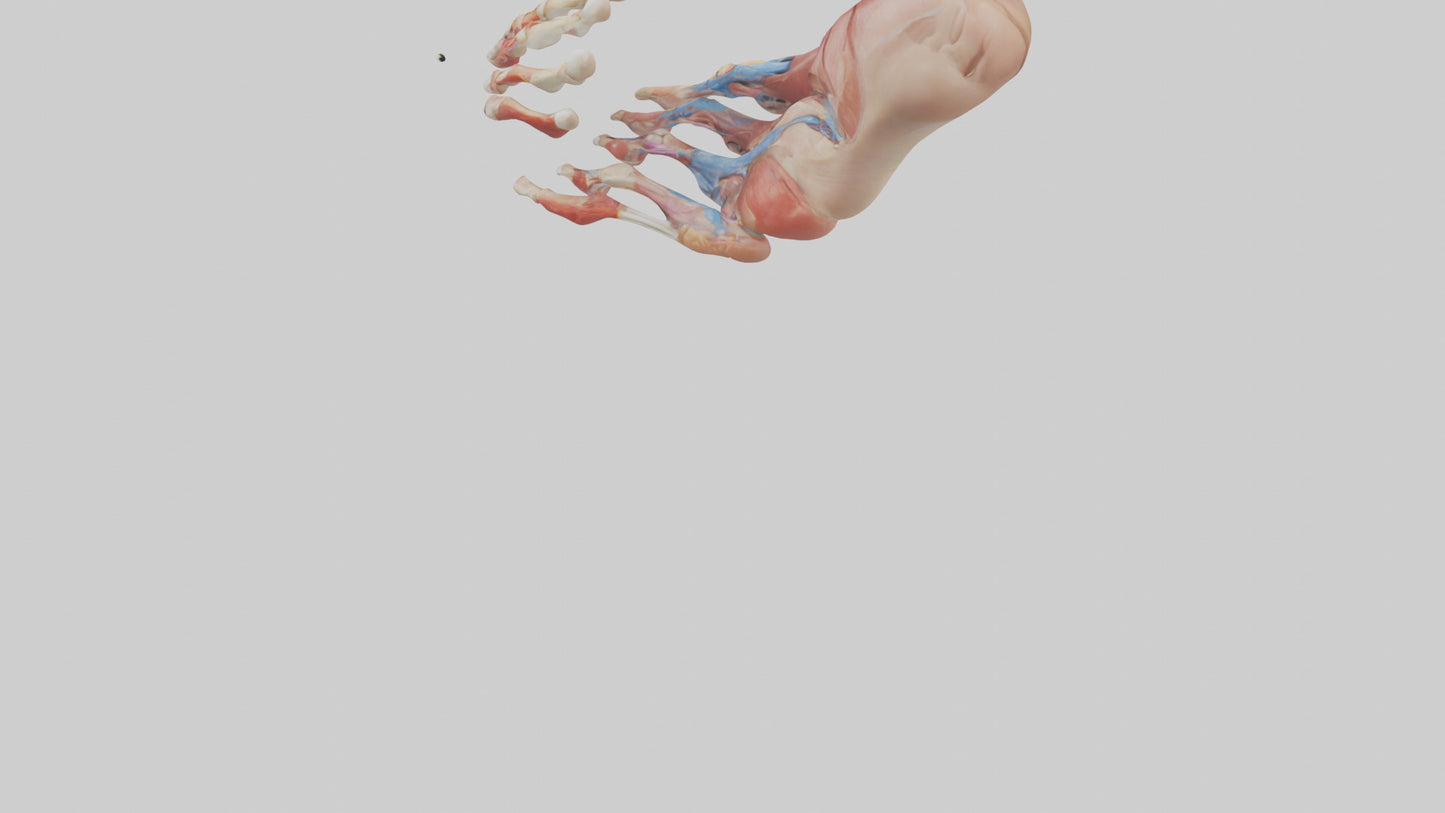 3D model Human Toes Anatomy Model VR / AR / low-poly