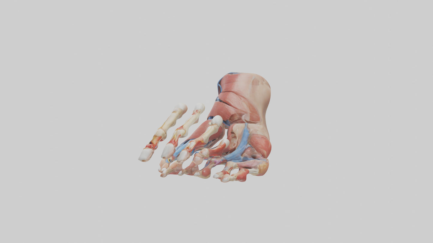 3D model Human Toes Anatomy Model VR / AR / low-poly