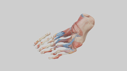 3D model Human Toes Anatomy Model VR / AR / low-poly