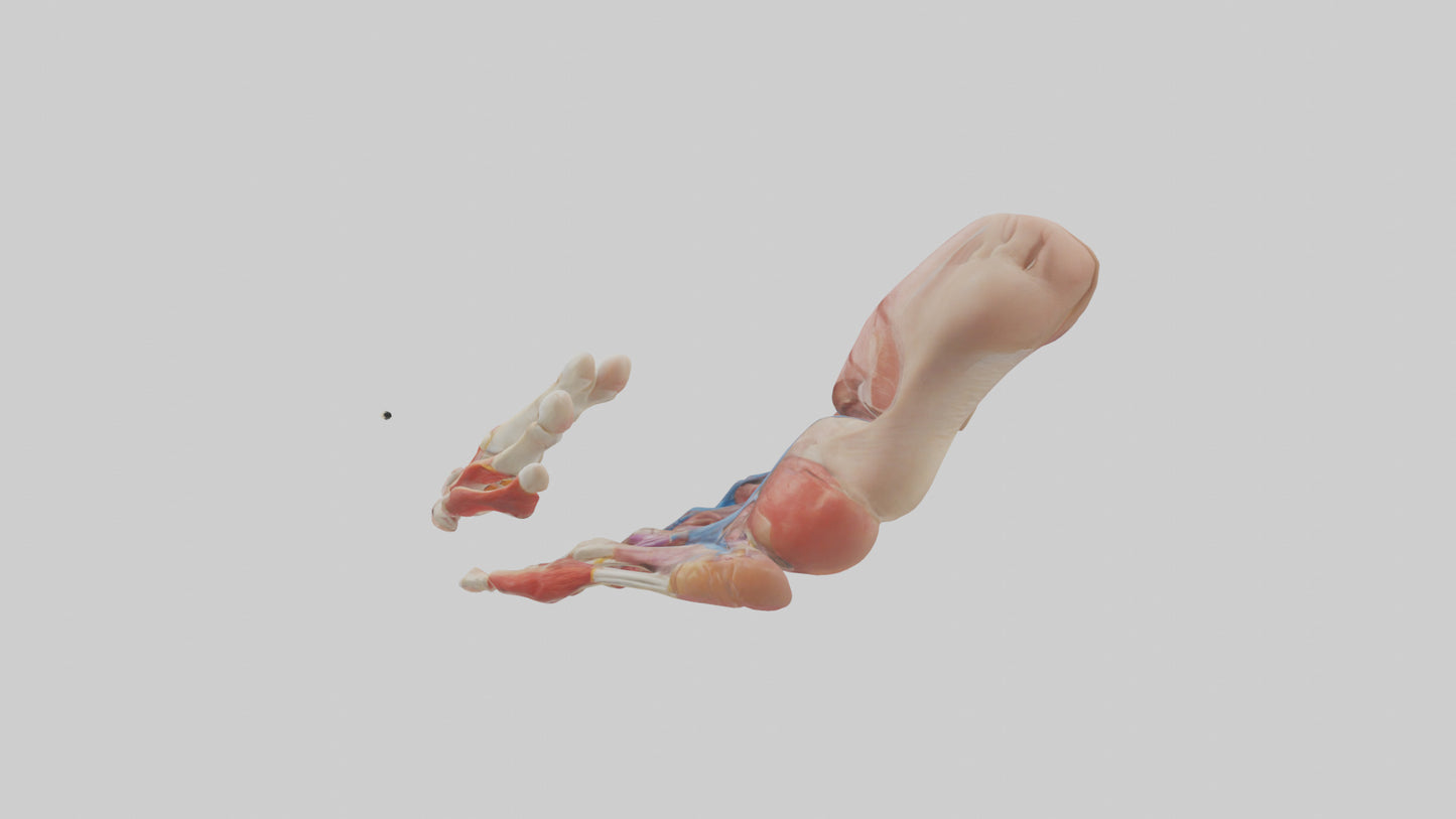 3D model Human Toes Anatomy Model VR / AR / low-poly