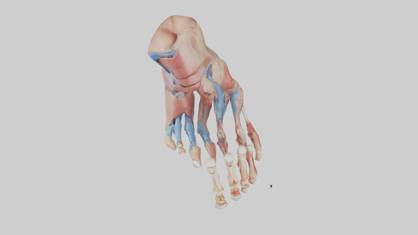 3D model Human Toes Anatomy Model VR / AR / low-poly