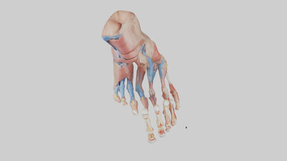 3D model Human Toes Anatomy Model VR / AR / low-poly