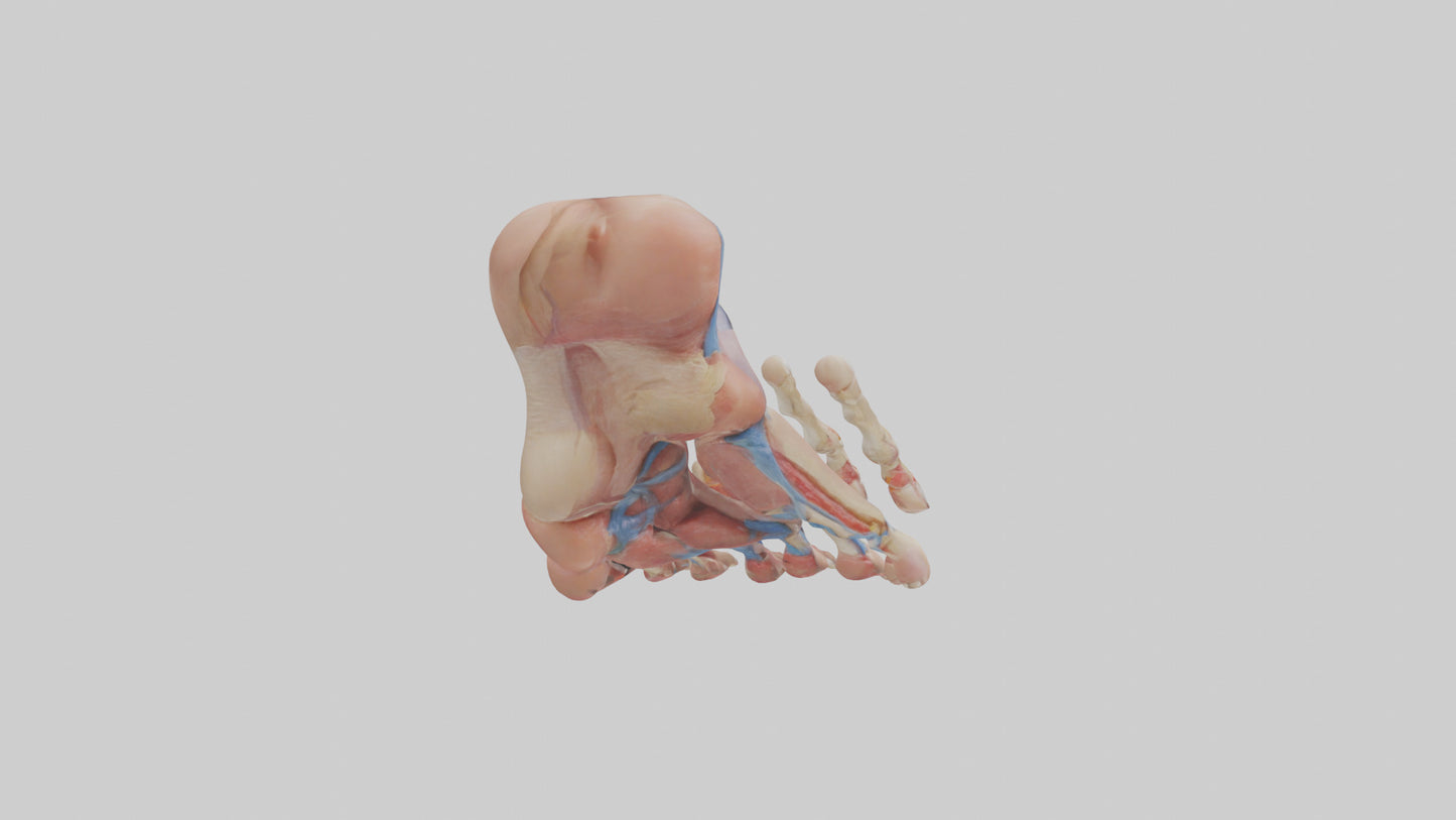 3D model Human Toes Anatomy Model VR / AR / low-poly