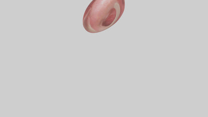 3D model Human Tongue Model VR / AR / low-poly