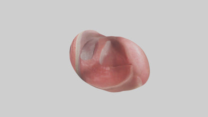 3D model Human Tongue Model VR / AR / low-poly