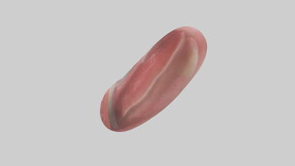 3D model Human Tongue Model VR / AR / low-poly