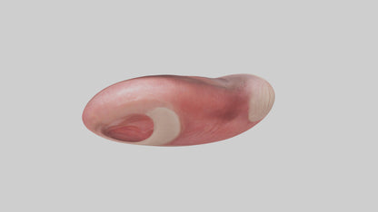 3D model Human Tongue Model VR / AR / low-poly