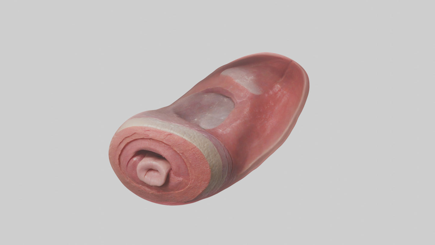 3D model Human Tongue Model VR / AR / low-poly