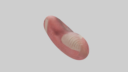 3D model Human Tongue Model VR / AR / low-poly