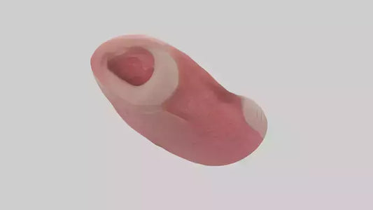 3D model Human Tongue Model VR / AR / low-poly
