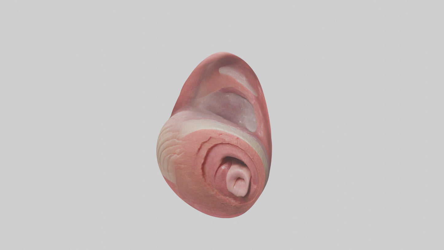 3D model Human Tongue Model VR / AR / low-poly