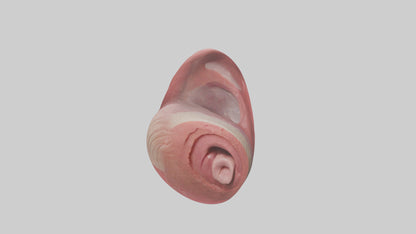 3D model Human Tongue Model VR / AR / low-poly