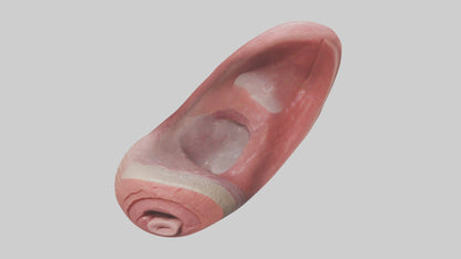 3D model Human Tongue Model VR / AR / low-poly
