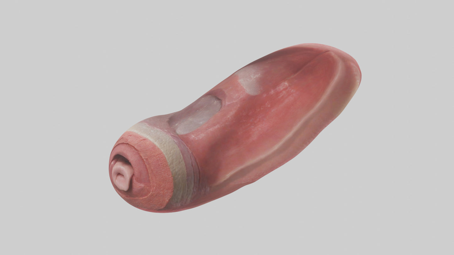 3D model Human Tongue Model VR / AR / low-poly