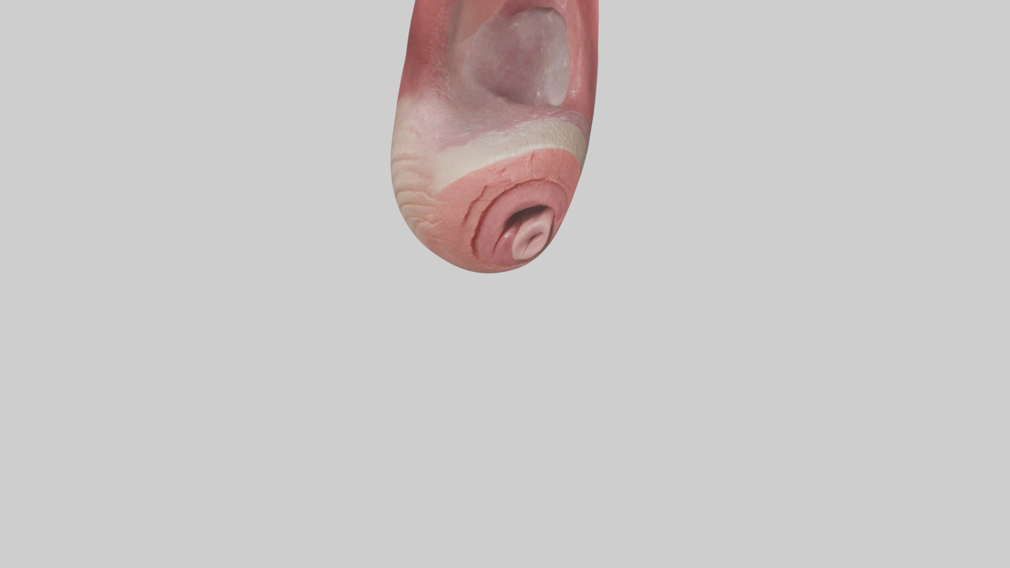 3D model Human Tongue Model VR / AR / low-poly