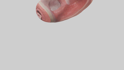 3D model Human Tongue Model VR / AR / low-poly