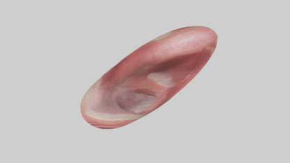 3D model Human Tongue Model VR / AR / low-poly