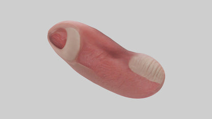 3D model Human Tongue Model VR / AR / low-poly