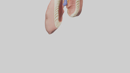 Human Tonsils Model VR / AR / low-poly