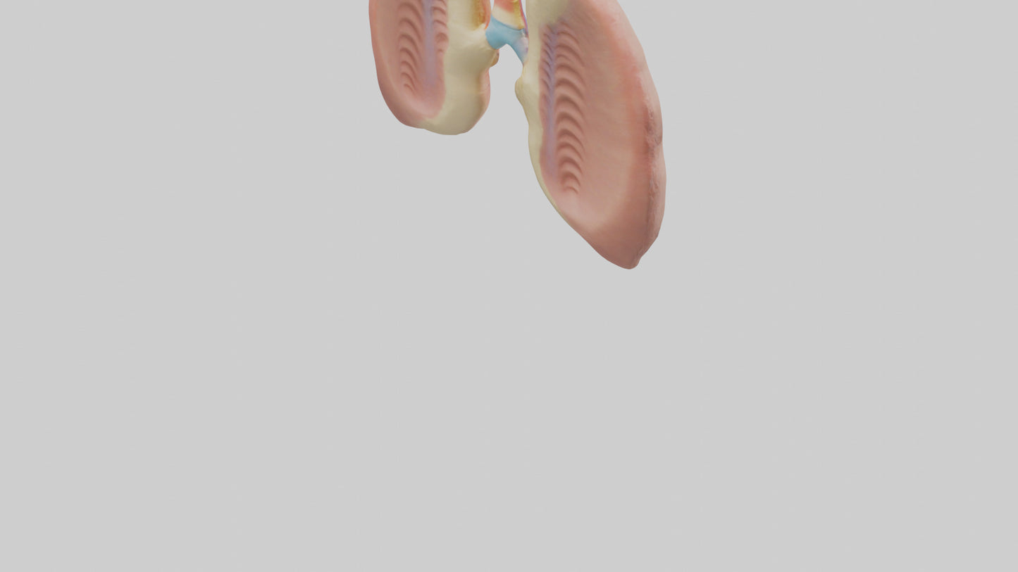 Human Tonsils Model VR / AR / low-poly