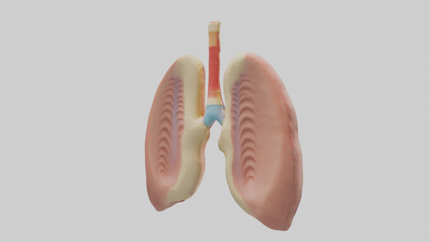 Human Tonsils Model VR / AR / low-poly