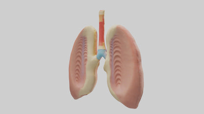 Human Tonsils Model VR / AR / low-poly