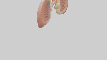 Human Tonsils Model VR / AR / low-poly