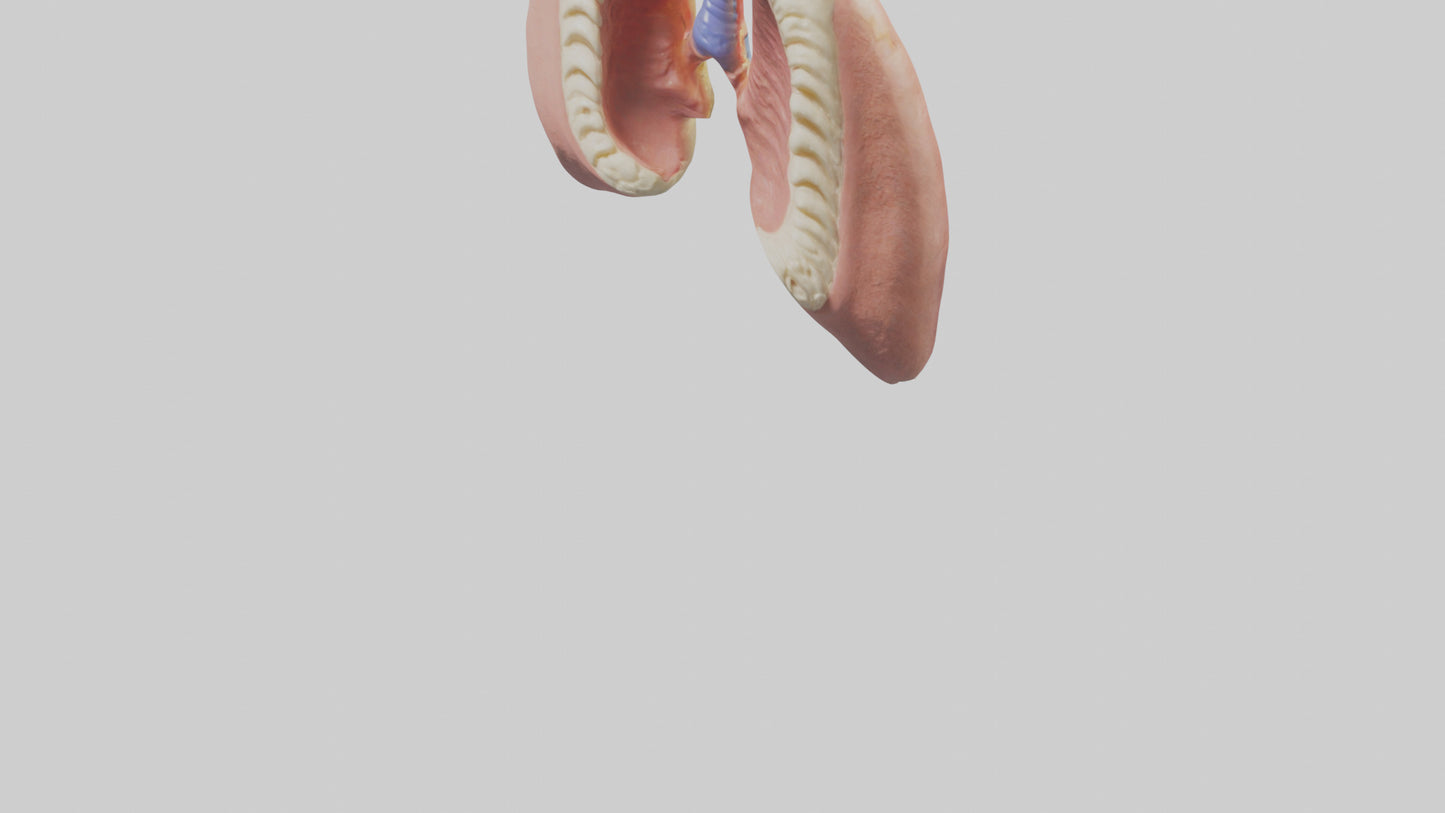 Human Tonsils Model VR / AR / low-poly