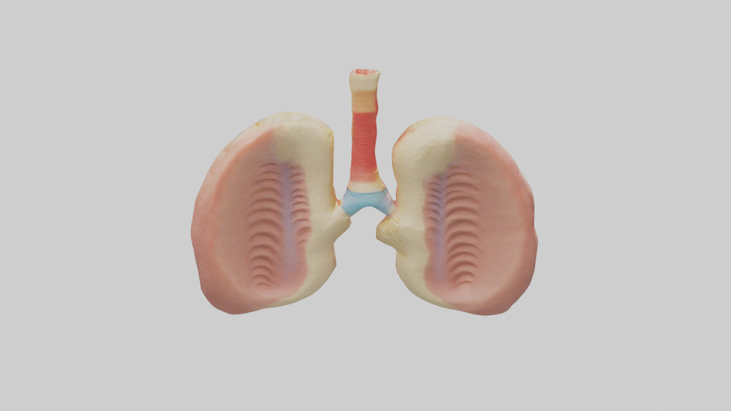 Human Tonsils Model VR / AR / low-poly