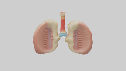 Human Tonsils Model VR / AR / low-poly