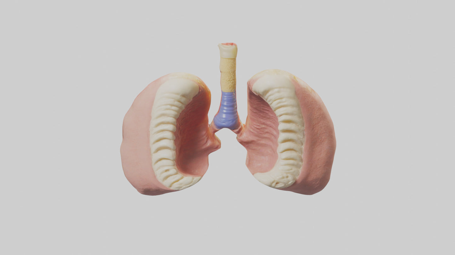Human Tonsils Model VR / AR / low-poly