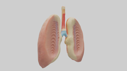 Human Tonsils Model VR / AR / low-poly