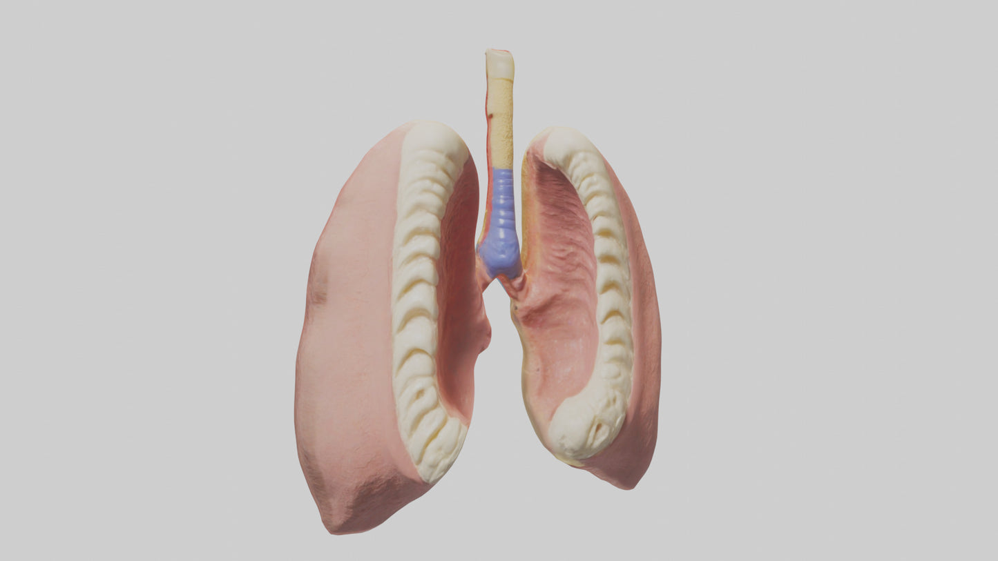 Human Tonsils Model VR / AR / low-poly