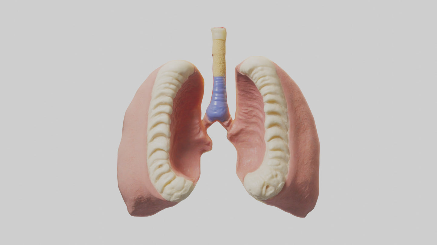 Human Tonsils Model VR / AR / low-poly