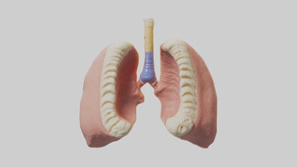 Human Tonsils Model VR / AR / low-poly