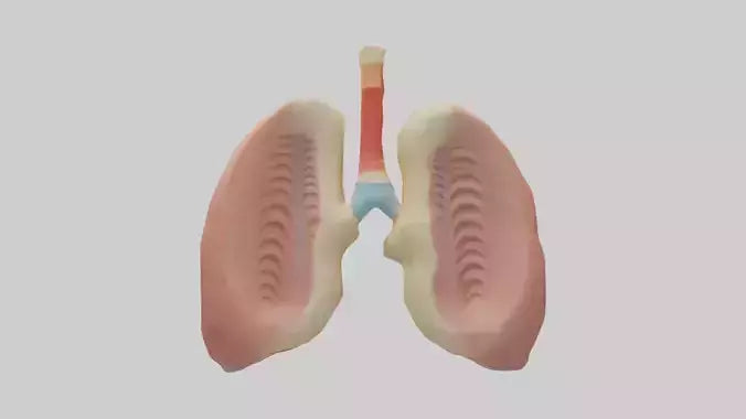 Human Tonsils Model VR / AR / low-poly
