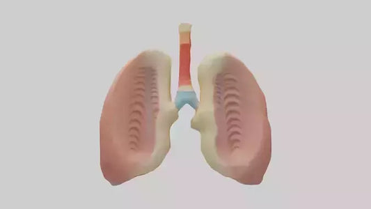 Human Tonsils Model VR / AR / low-poly