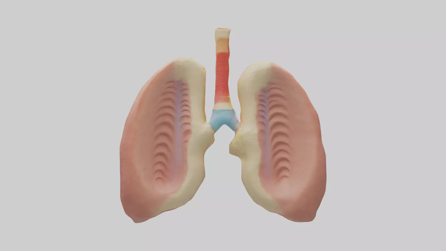 Human Tonsils Model VR / AR / low-poly