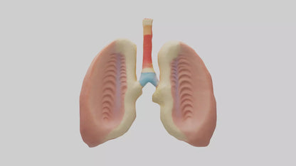 Human Tonsils Model VR / AR / low-poly