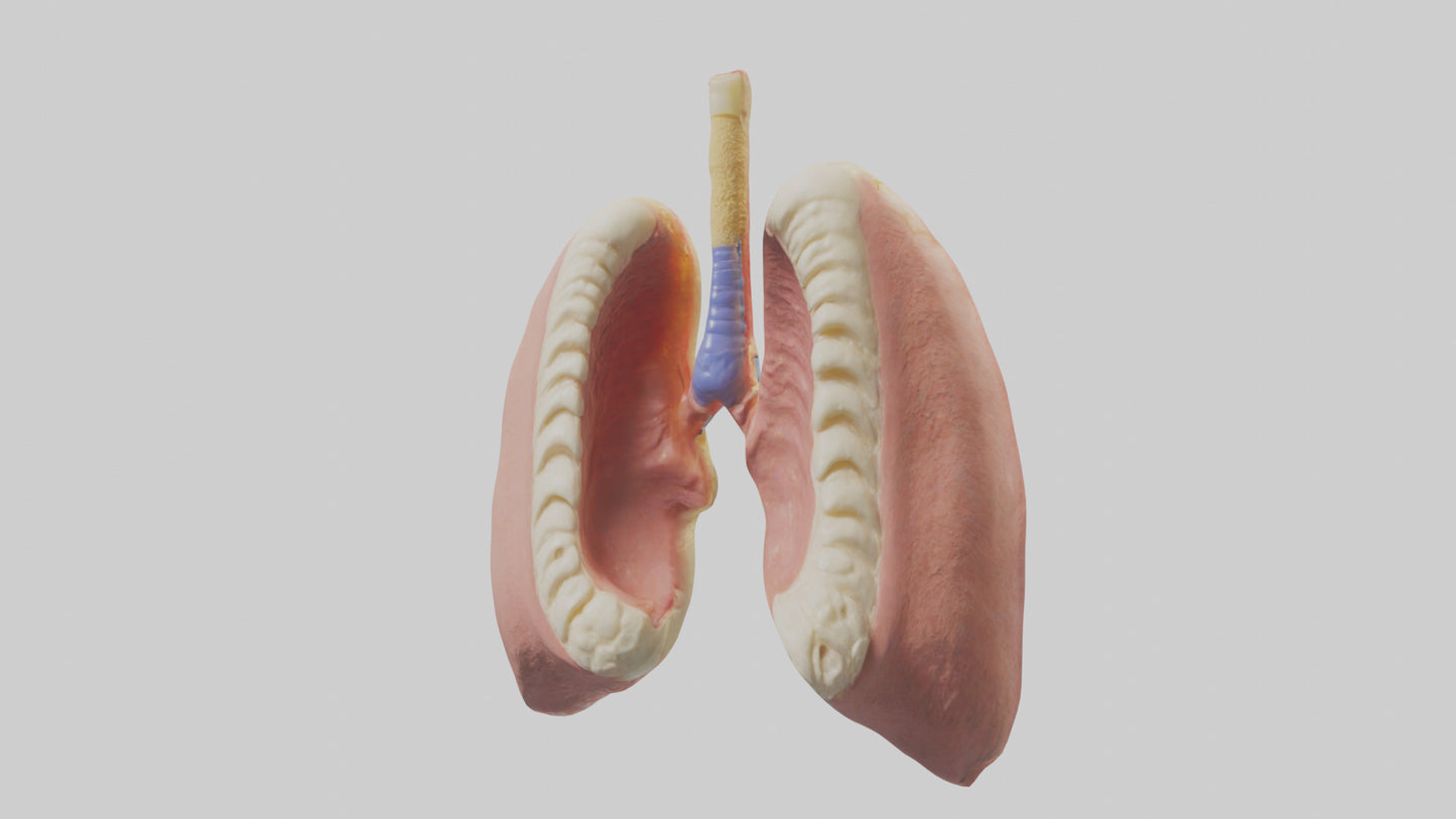 Human Tonsils Model VR / AR / low-poly