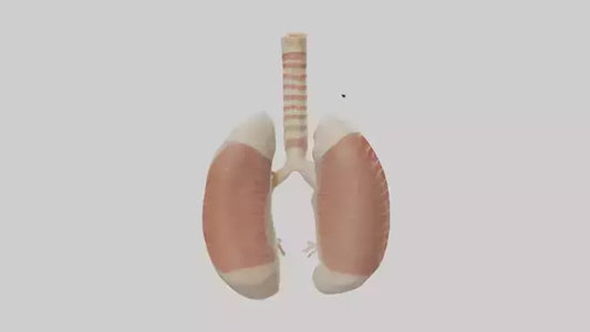 3D model Human Trachea Model VR / AR / low-poly