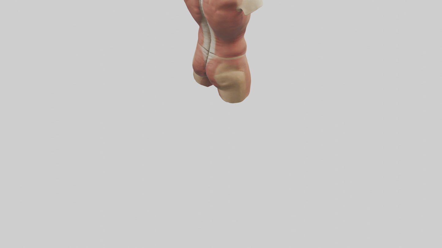 3D model Human Trunk Model VR / AR / low-poly