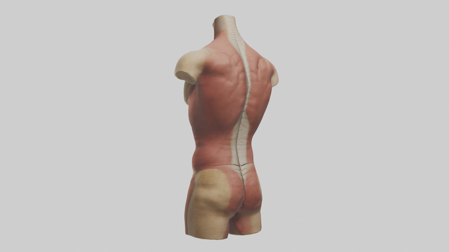 3D model Human Trunk Model VR / AR / low-poly