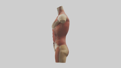 3D model Human Trunk Model VR / AR / low-poly
